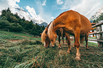 Agriturismo Busa dei Sbrase Dolomiti