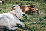 Mucche al pascolo Dolomiti