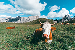 Passo Giau#6 - Mucche al pascolo - Dolomiti