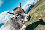 Passo Giau#8 - Mucche al pascolo - Dolomiti