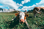 Passo Giau#9 - Mucche al pascolo - Dolomiti