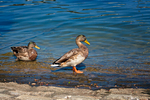 Papere sul Lago di Como ad Argegno