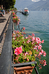 Fiori sul Lago di Como