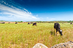 Mucche al pascolo a Minorca