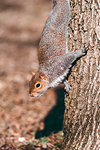 Parco di Legnano #2 - Scoiattolo | Squirrel