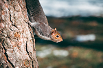 Parco di Legnano #4 - Scoiattolo | Squirrel
