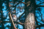 Parco di Legnano #5 - Scoiattolo | Squirrel