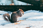 Parco di Legnano #15 - Scoiattolo | Squirrel