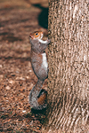 Parco di Legnano #17 - Scoiattolo | Squirrel