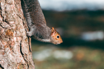 Parco di Legnano #20 - Scoiattolo | Squirrel