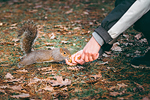 Parco di Legnano #22 - Scoiattolo | Squirrel