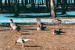 Oche Selvatiche al Parco di Legnano