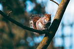 Parco di Legnano #30 - Scoiattolo | Squirrel