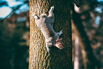 Parco di Legnano #32 - Scoiattolo | Squirrel