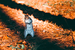 Parco di Legnano #36 - Funny Squirrel