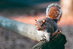 Parco di Legnano #37 - Scoiattolo | Squirrel