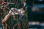 Parco di Legnano #39 - Scoiattolo | Squirrel