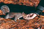 Parco di Legnano #40 - Scoiattolo | Squirrel
