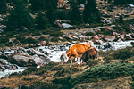 Mucche al pascolo alla Valle dei Forni sul Sentiero Glaciologico in Valtellina #1