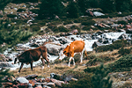 Mucche al pascolo alla Valle dei Forni sul Sentiero Glaciologico in Valtellina #2