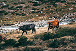 Mucche al pascolo alla Valle dei Forni sul Sentiero Glaciologico in Valtellina #3