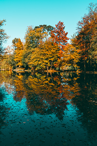 Parco di Monza in Autunno #5 - Foliage