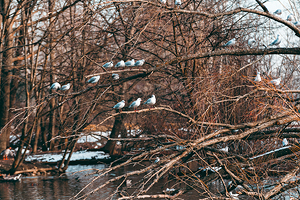 Uccelli al Parco Locale del bosco di Legnano