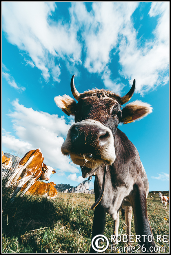 Mucca al pascolo sulle Dolomiti